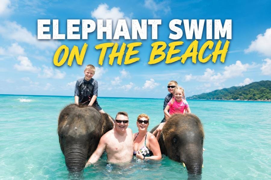 Elephant